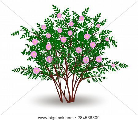 Rosehip Blooming With Pink Flowers, Deciduous Shrub During Flowering Period. Isolated On White Backg