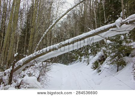 A Thick Tree Hangs Over The Road Above The Road. A Fallen Tree Hangs On The Underside Of The Tree.