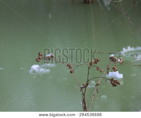 A Dry Burdock Sticks Out Of A Frozen Lake