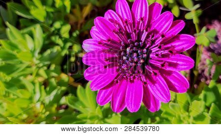 Totally Purple Flower Osteospermum Ecklonis ,asteraceae Family
