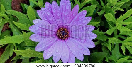 Pale Purple Flower With Raindrops, Osteospermum Ecklonis