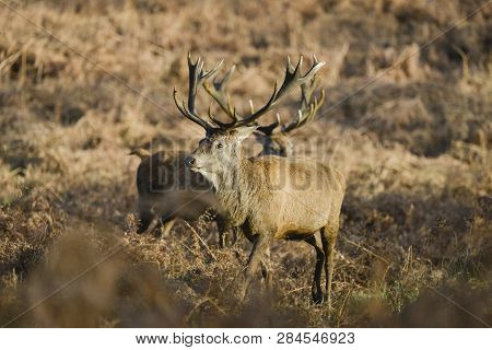 Stunning Red Deer Stag Cervus Elaphus With Majestic Antelrs In Autumn Fall Froest Landscape