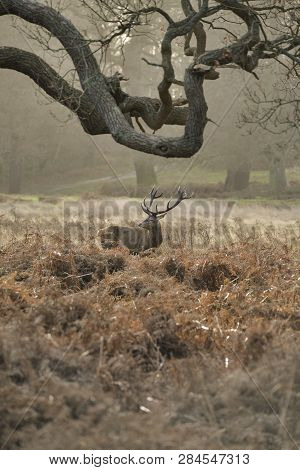 Stunning Red Deer Stag Cervus Elaphus With Majestic Antelrs In Autumn Fall Froest Landscape
