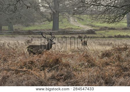 Stunning Red Deer Stag Cervus Elaphus With Majestic Antelrs In Autumn Fall Froest Landscape