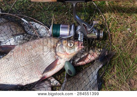 Close Up View Of Big Freshwater Common Bream Fish And Fishing Rod With Reel On Landing Net..