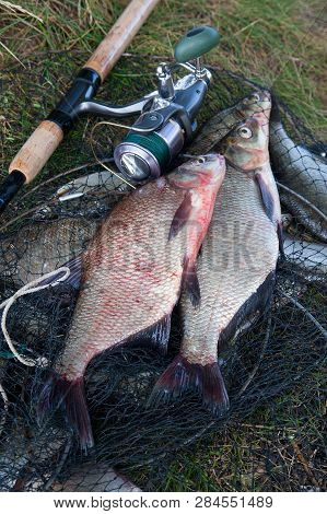 Two Big Freshwater Common Bream Fish And Fishing Rod With Reel On Landing Net..