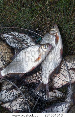 Freshwater White Bream Or Silver Bream On Landing Net..