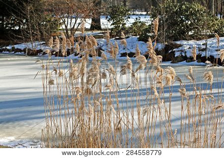 Green Glyceria Maxima, Also Known As Great Manna Grass, Reed Mannagrass, And Reed Sweet-grass, Growi