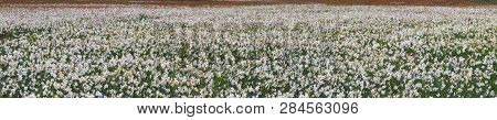 Valley Of Daffodils, Hust