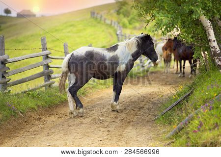 Horses On A Country Road