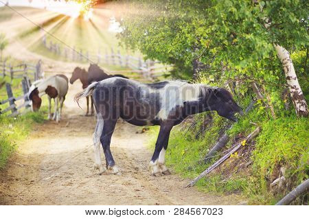 Horses On A Country Road
