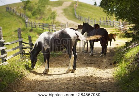 Horses On A Country Road