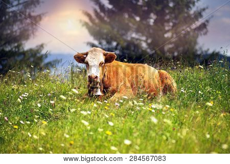 Cow In Blooming Herbs