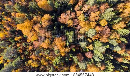Top View Of The Tops Of Trees In A Colorful Autumn Forest