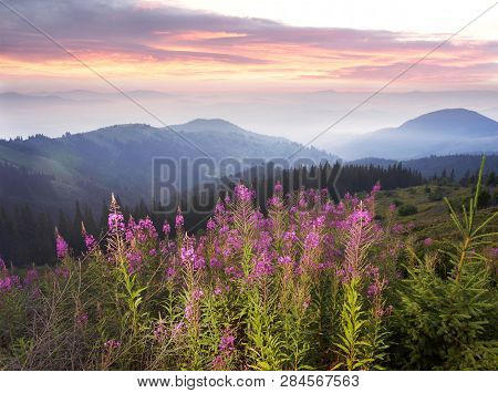 Willow-tea At Dawn