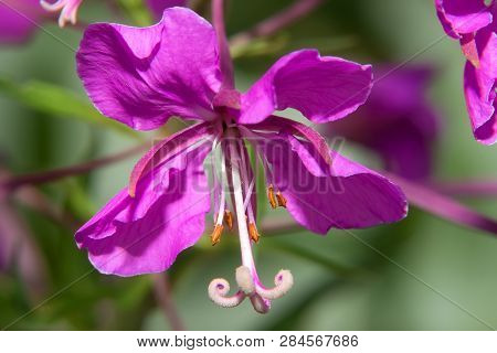 Closeup Of A Flowered Flower Field Geranium