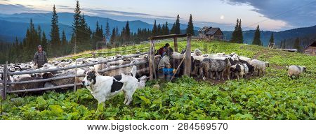 Shepherds And Sheep Carpathians