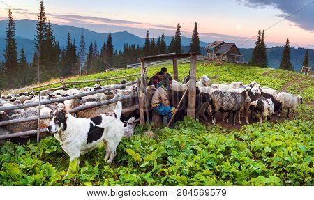 Shepherds And Sheep Carpathians