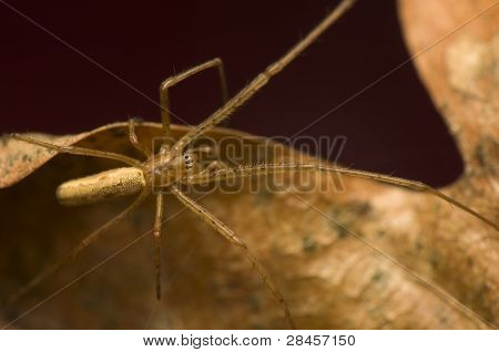 Tetragnatha