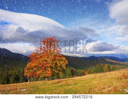 Beech Trees In Autumn
