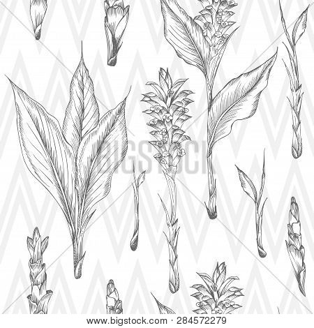 Seamless Pattern With Hand Drawn Of Turmeric Roots, Lives And Flowers In Black Color Isolated On Whi