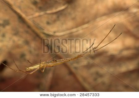 Tetragnatha