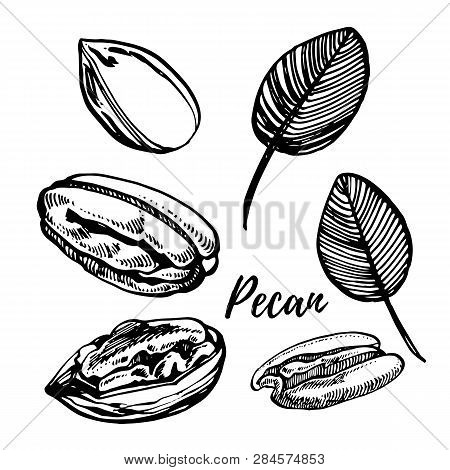 Pecan Nuts And Leaves Hand Drawn Illustration. Ink Sketch Of Nuts. Hand Drawn Illustration. Isolated