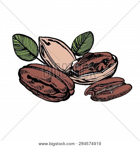 Pecan Nuts And Leaves Hand Drawn Illustration. Ink Sketch Of Nuts. Hand Drawn Illustration. Isolated