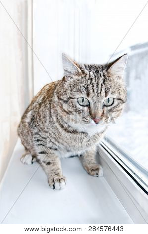Tabby Male Cat Looking With Distrust, Warily And A Little Scared. Cat Looks Into The Lens. Portrait 