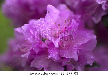Beautiful Azalea In The Spring Blossoms