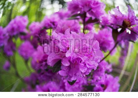 Beautiful Azalea In The Spring Blossoms