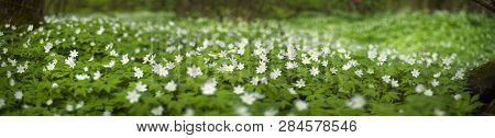 Fresh Greens And Delicate Fragrant Flowers