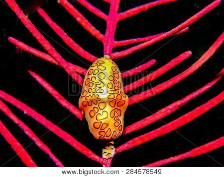 Flamingo Tongue Snail ,cyphoma Gibbosum Is A Species Of Small But Brightly Colored Sea Snail, A Mari