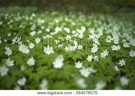 Fresh Greens And Delicate Fragrant Flowers