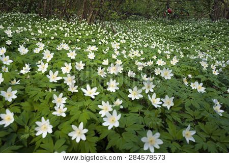 Fresh Greens And Delicate Fragrant Flowers