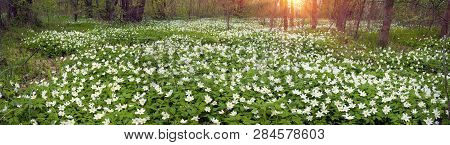 Fresh Greens And Delicate Fragrant Flowers
