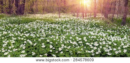 Fresh Greens And Delicate Fragrant Flowers