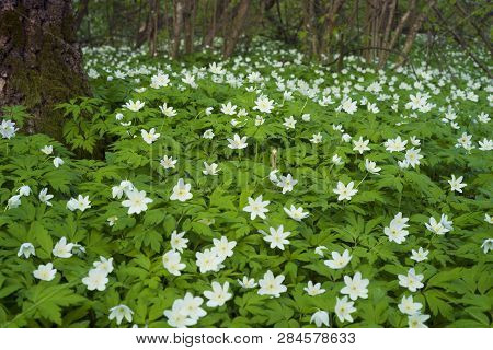Anemones And Spring Summer