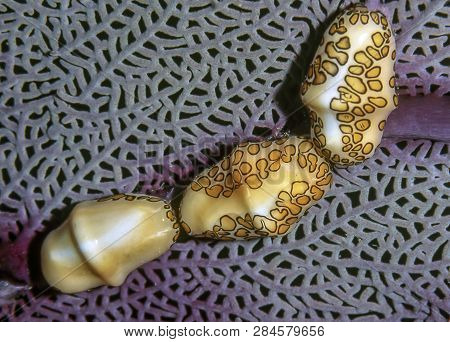 Flamingo Tongue Snail ,cyphoma Gibbosum Is A Species Of Small But Brightly Colored Sea Snail, A Mari