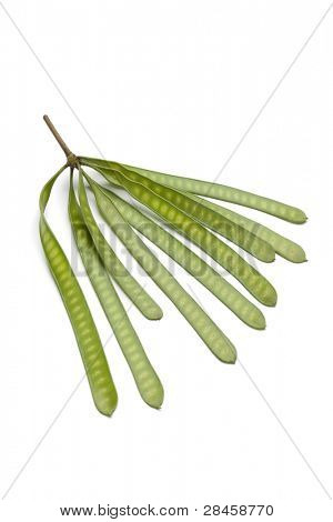 Phatakin seme, Leucaena leucocephala, semi su sfondo bianco
