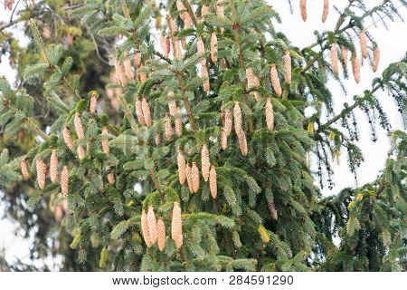A Large Tree Strewn With Spruce Cones.