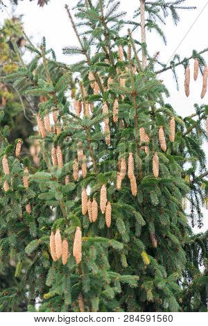 A Large Tree Strewn With Spruce Cones.