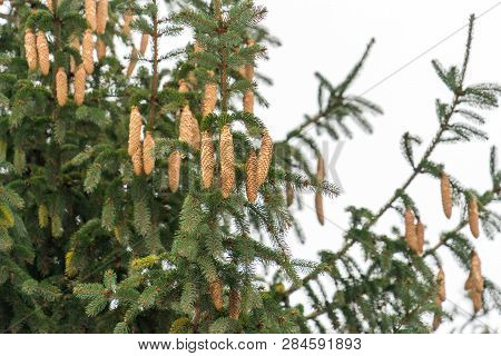 A Large Tree Strewn With Spruce Cones.
