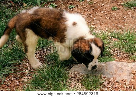 Little Saint Bernard Dog Puppy In Nature.