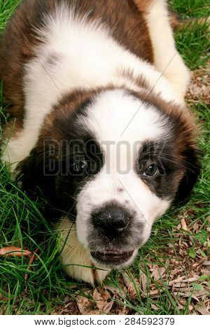 Little Dog St Bernard, Close Up. Pet Concept.