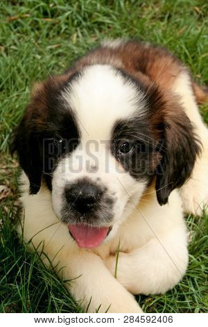 Little Dog St Bernard, Close Up. Pet Concept.