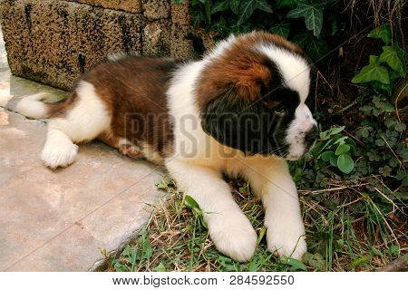 Little Dog St Bernard, Close Up. Pet Concept.