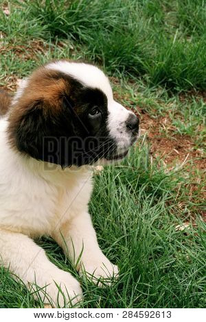 Little Saint Bernard Dog Puppy In Nature.