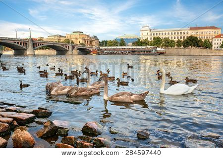 Birds On Riverbank In Prague Near Manesuv Bridge