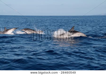 Delfines en el océano azul